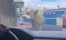 Vídeo: Un toro suelto por las calles de La Laguna
