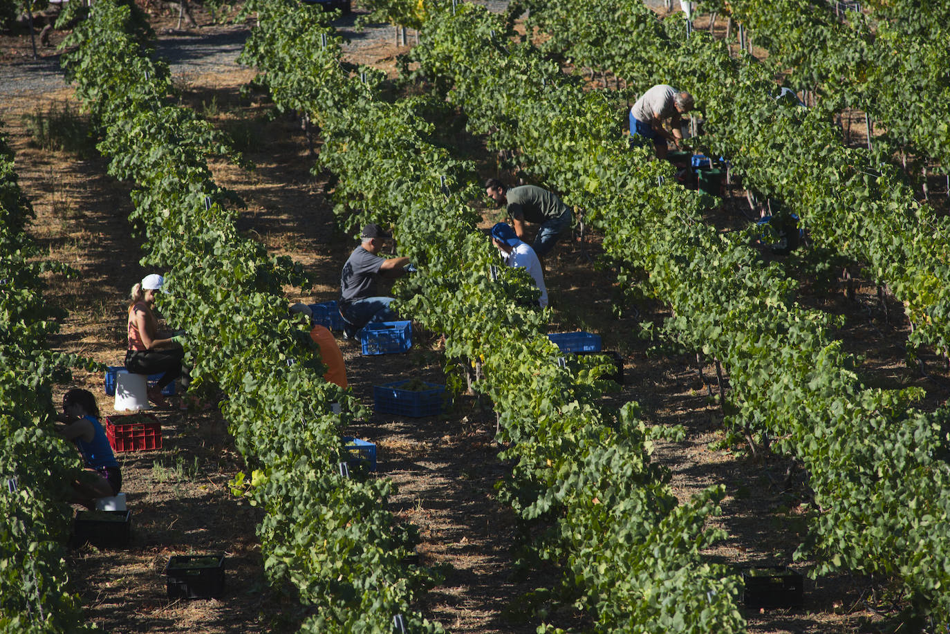 La isla sufre la peor vendimia desde 2011, que no llegará a 250.000 kilos