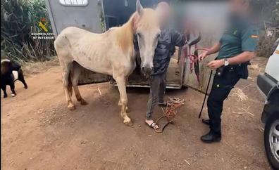 Detenidos por maltrato animal en un falso albergue en Valleseco