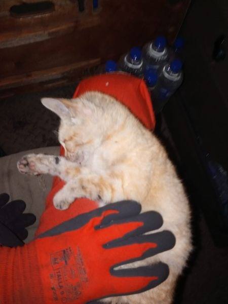 Un miembro de la UME salva a un gato asfixiado por la ceniza