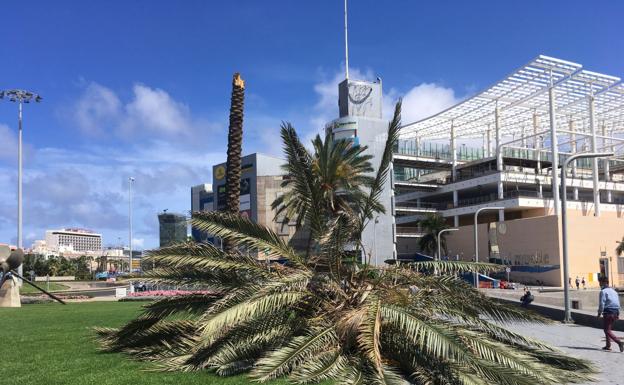 Imagen de la palmera que se desplomó a fines de julio en el parque marítimo de Santa Catalina. / C7