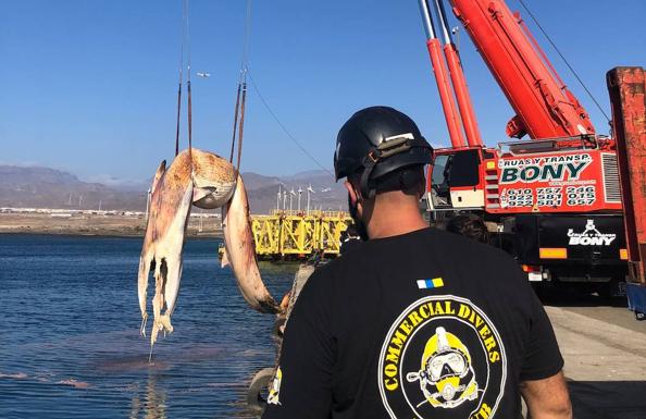Trasladan al cetáceo varado en Telde al vertedero de Juan Grande