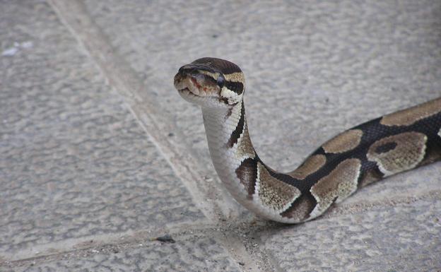 Encuentran una serpiente pitón de 2 metros en una calle en La Orotava