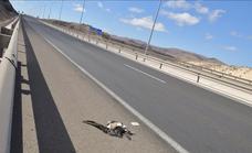 Ocho pardelas van a morir a la autovía por Río Cabras