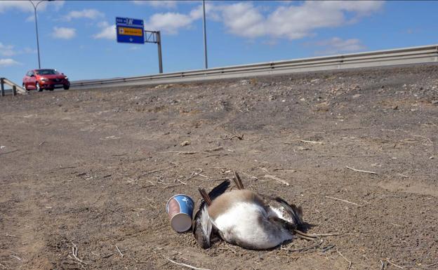 Contra el deslumbramiento de pardelas, el apagado de las luces de la autovía