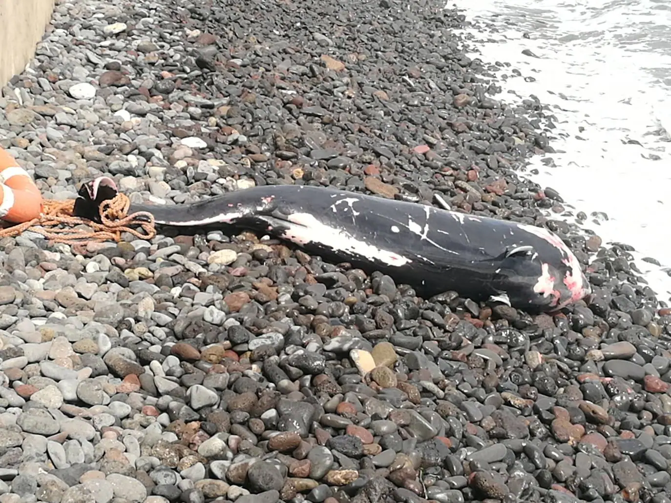 Una cría de ballena calderón vara muerta en Ojos de Garza