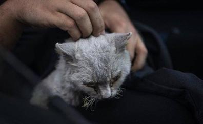 Muere 'Magma', el gato rescatado del volcán en La Palma