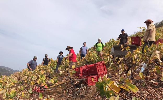 Frontón de Oro recogió el 16% de las uvas de la Denominación de Origen