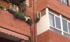 Salvan a un perro que cae desde un balcón