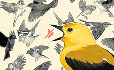 Los trinos van a menos, ¿cómo repercute el canto de los pájaros en la salud?