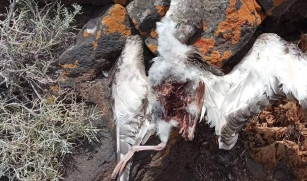 Más de 60 pollos de pardela depredados por gatos en La Restinga