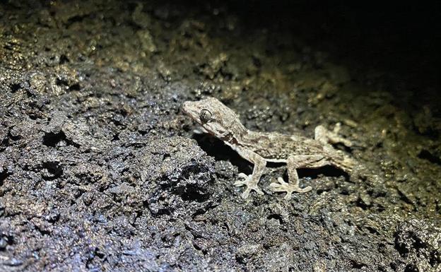 El apego de los animales a su territorio, a prueba de volcán