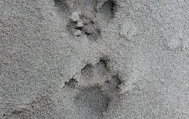 Higueras y castaños renacen por sorpresa al borde del volcán