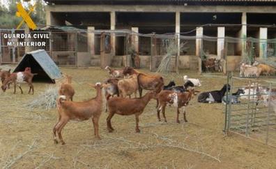 Detenidos por robar casi cien cabras La Victoria