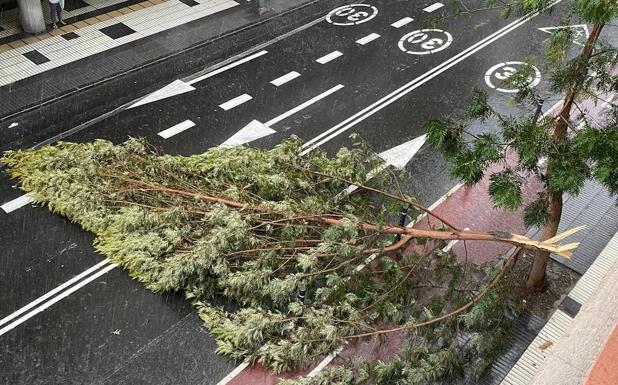 La lluvia tumba un árbol en Primero de Mayo