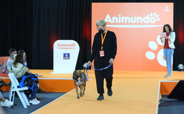 Animundo consigue encontrar familia a 27 perros del Albergue Insular