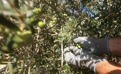 Ocho almazaras del Sureste optan al mejor aceite de oliva virgen extra