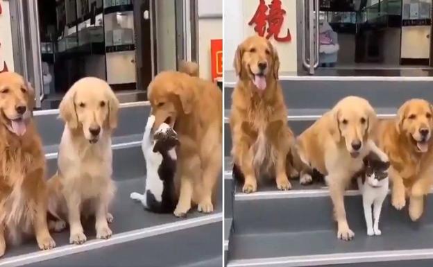 Un perro 'obliga' a una gata a posar para su 'foto familiar'