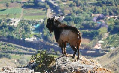 Más de 492 cabras campan por Inagua, Tamadaba, Tauro y El Nublo