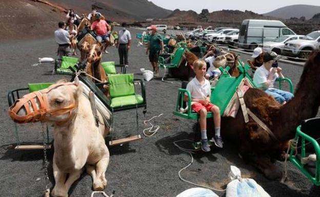 El Cabildo respalda la revisión de tarifas de los paseos en camello en Timanfaya
