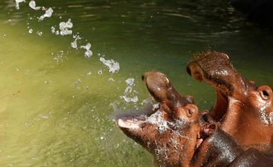 Dos hipopótamos de un zoo de Bélgica dan positivo por Covid-19