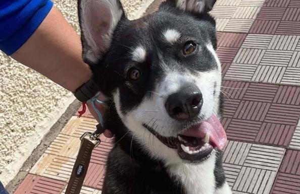 Thor, el perro apaleado en La Laguna, ya tiene decenas de hogares