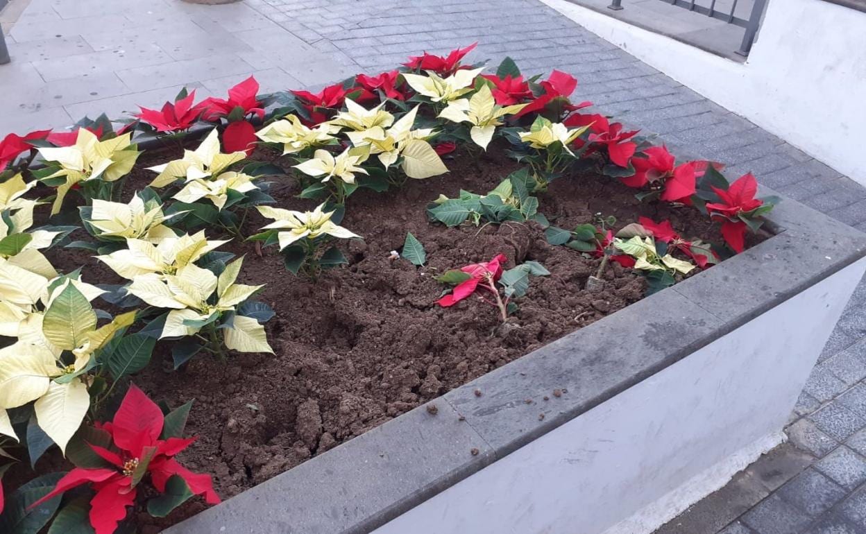 Robo y destrozo de flores de pascua en Agaete | Canarias7