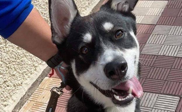 El apaleamiento del Thor ya había sido denunciado antes