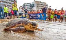 Las aventuras de Machote, una tortuga no tan boba con GPS
