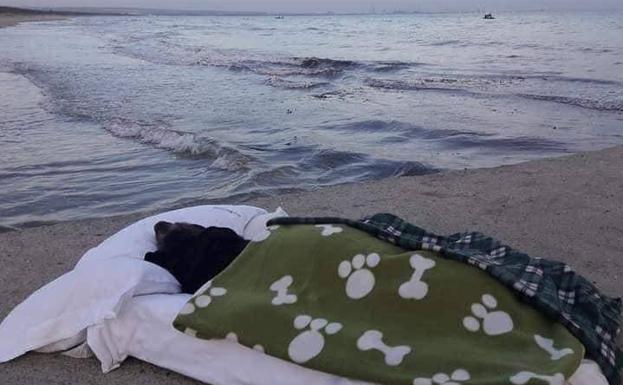 Lleva a su perrita terminal a ver el mar por última vez