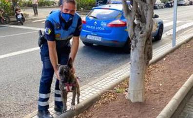 La Policía Local interviene en un caso de maltrato animal en Siete Palmas