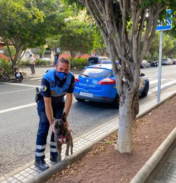 La Policía Local interviene en un caso de maltrato animal en Siete Palmas