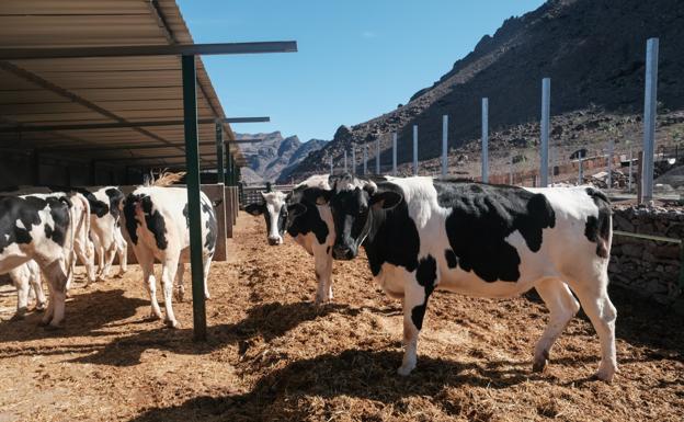 El sector primario de las islas estudia movilizaciones por la subida de costes y la caída de los ingresos