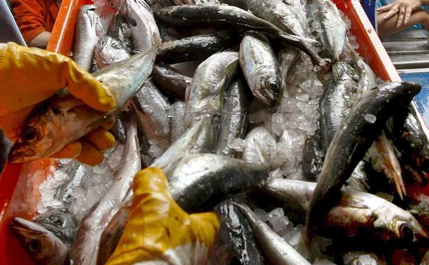 España asume el 8% de recorte en las capturas de merluza para 2022