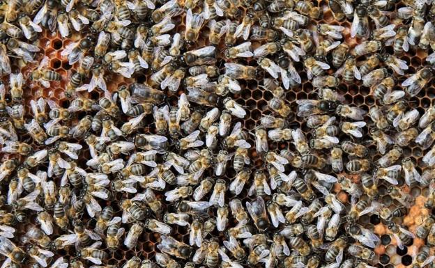 Más de medio millón de ayudas para la producción de miel de abeja negra