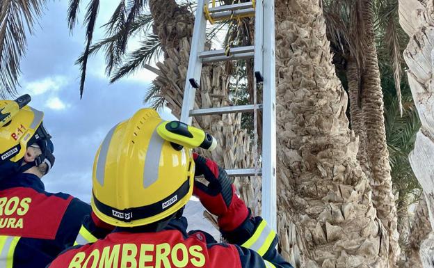 Rescate del gato que se subió a una palmera