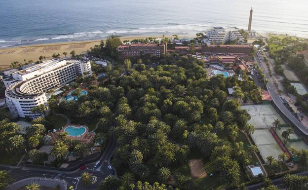 El Cabildo limpiará la cara al oasis del palmeral de Maspalomas con 2 millones