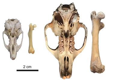 La rata gigante de Tenerife divergió de una rata africana hace 650.000 años