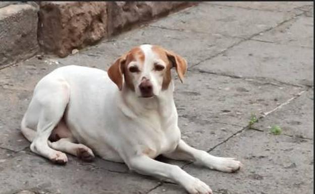 Hallan en Escaleritas a un perro herido con un profundo corte