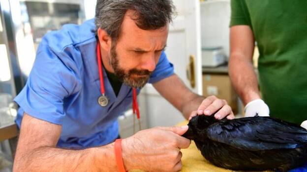 Recuperan 18 aves con pegamento en las alas