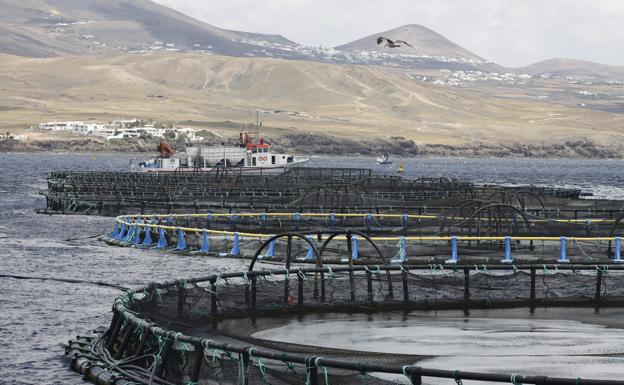 El Gobierno canario aplaza la retirada de las jaulas marinas que reclama Yaiza
