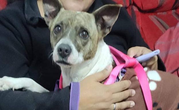 Mafalda ya está en casa