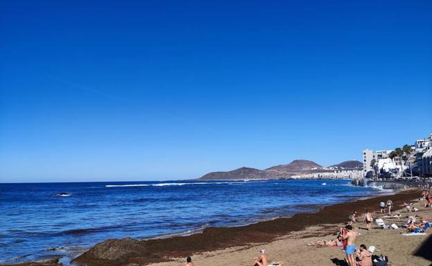 Mareas de algas pardas inundan Las Canteras
