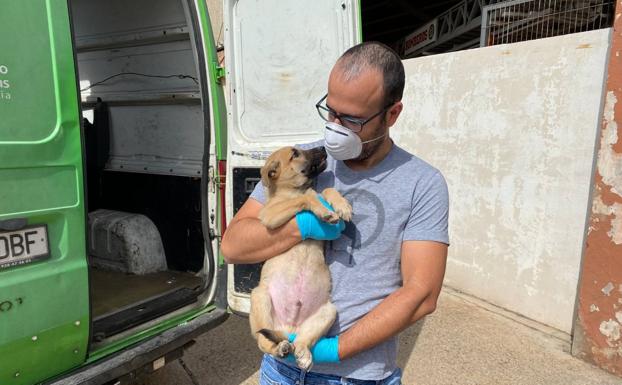 El Ayuntamiento de la capital grancanaria rescata 471 animales abandonados en 2021