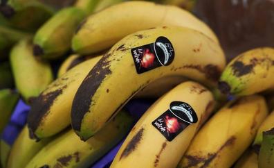 Los plátanos recogidos durante la erupción no suponen peligro para el consumo