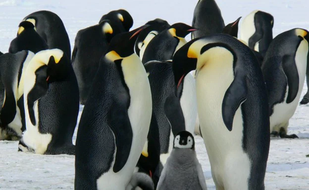 Los microplásticos han llegado a los pingüinos de la Antártida