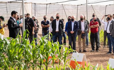 La multinacional KWS abre un centro de investigación agrícola en Agüimes