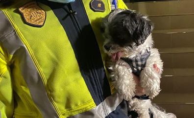 Salvan la vida de un perro que cayó desde un balcón en Canarias