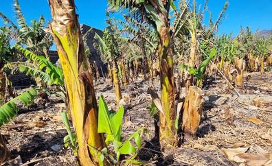 El Instituto Canario de Investigaciones Agrarias estudia los efectos del volcán en el plátano
