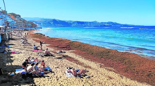 Retirados 500.000 kilos de algas pardas de Las Canteras